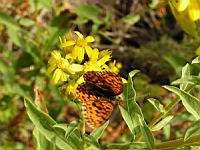 Papillon (ord Lepidopteres) (Photo F. Mrugala) (2)